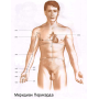 Меридиан перикарда – здоровье сердца и нервной системы